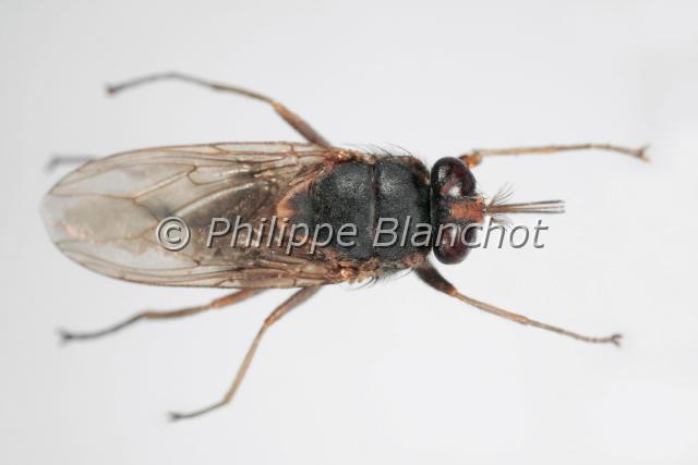 glossina palpalis.JPG - Glossina palpalisMouche Tsé-TséTse tse flyDiptera, GlossinidaeSenegal